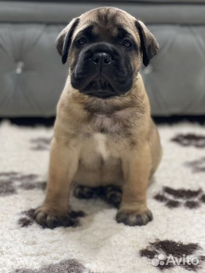 Бульмастиф