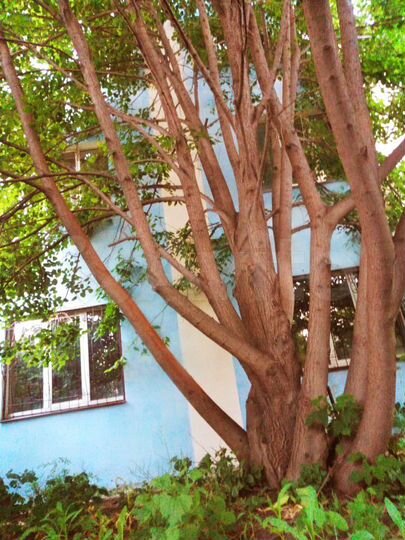 Дом 237 м² на участке 5 сот.