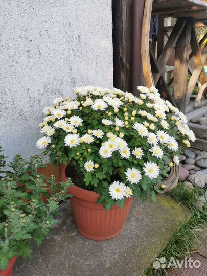 Хризантема мультифлора