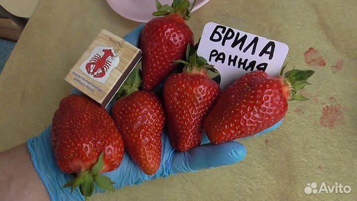 Саженцы клубники Брилла предзаказ на август