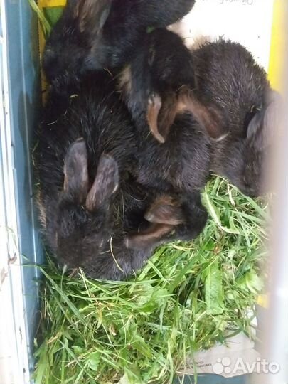 Продам крольчат
