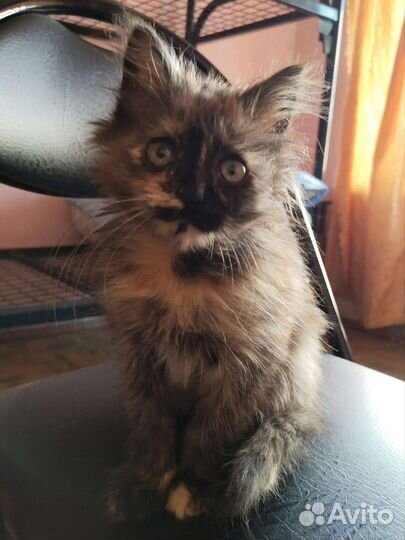 Котенок Дафна