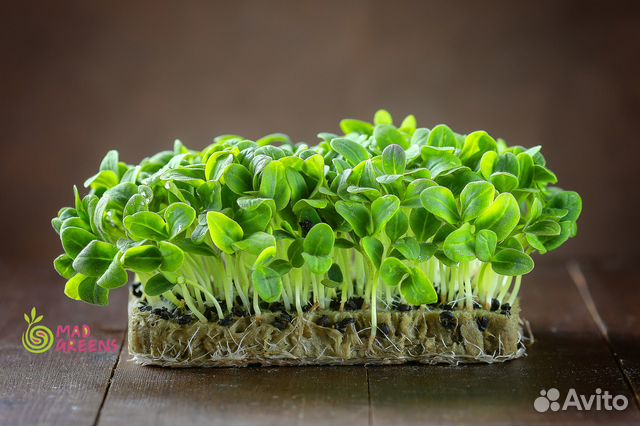 Микрозелень Бораго (Огуречная Трава)