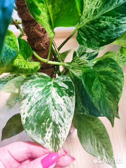 Эпипремнум марбл квин