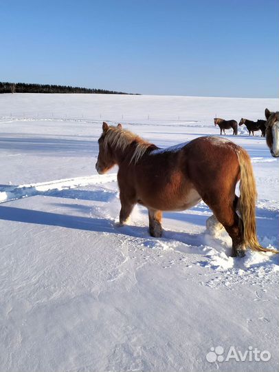 Продаются лошади