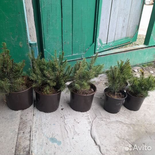 Елочка