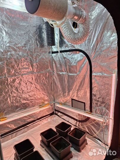 Готовый гроубокс secret jardin 150/150/220