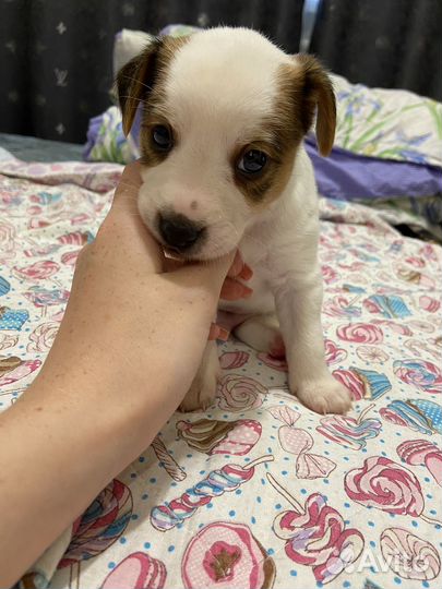 Щенки джек Рассел терьер