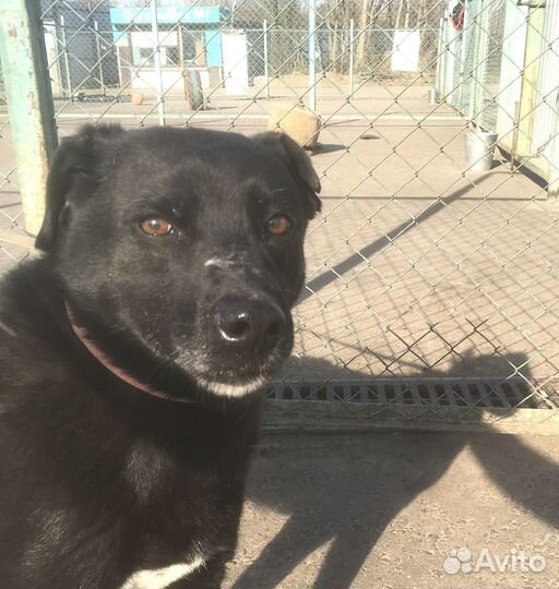 Тобик страшно устал от жизни в приюте