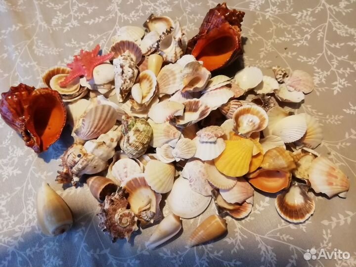 Морские ракушки раковины