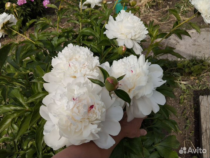 Пионы саженцы корни