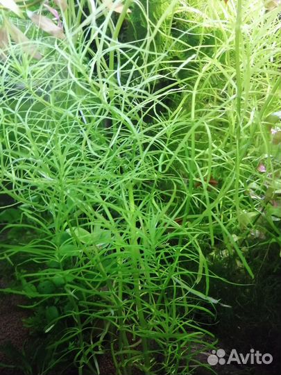 Погостемон, мох рождественский