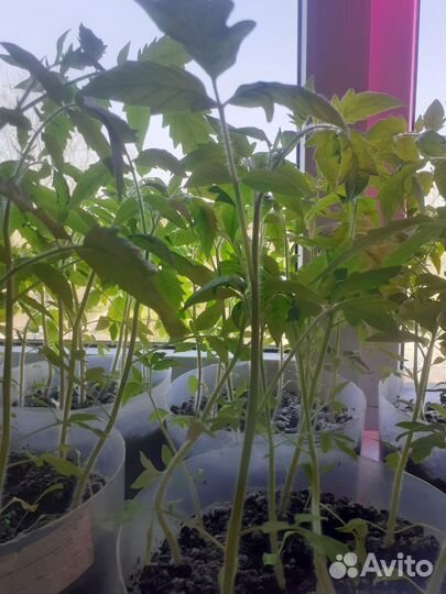 Рассада помидор