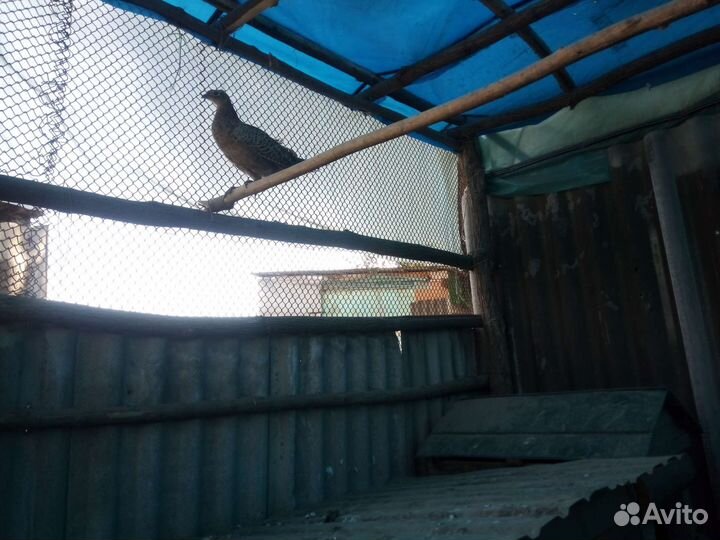 Фазаны и кеклик