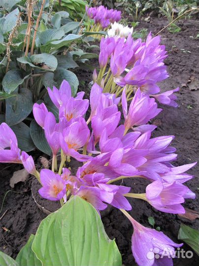 Излишки луковичных первоцветов