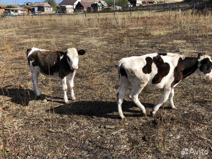 Телята бычки мясные
