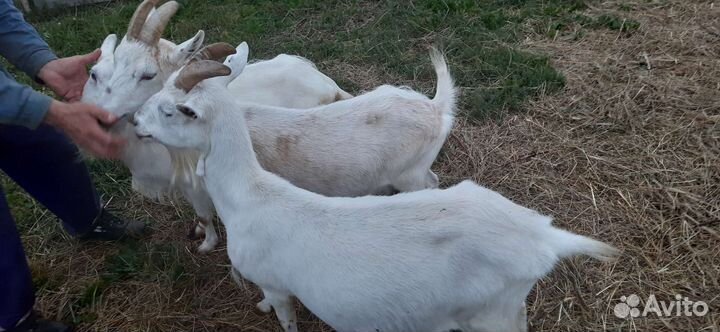 Козы дойные