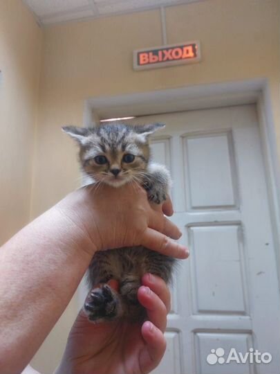 Вислоухие котята в добрые руки