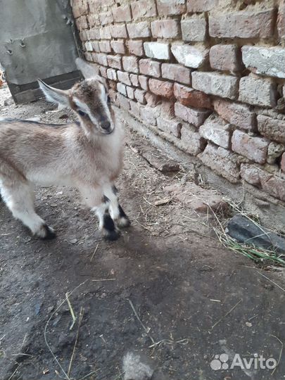 Козы альпийские