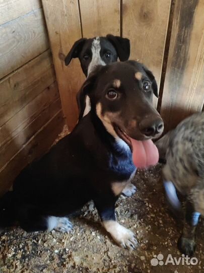 Знакомьтесь- Бонд, Джеймс Бонд