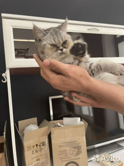 Кошка в дар бесплатно