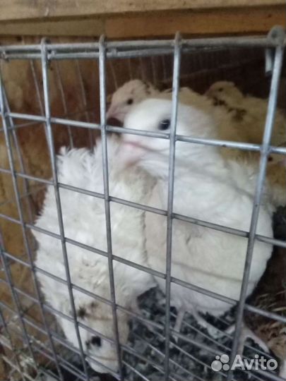 Перепел:.птенцы