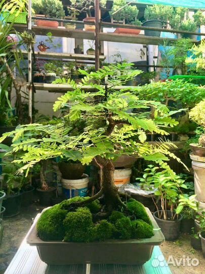 Семена и саженцы тамаринда