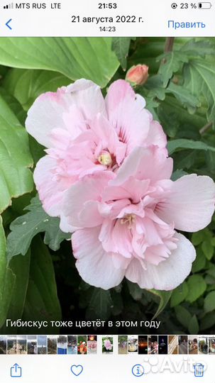 Сортовые гибискусы