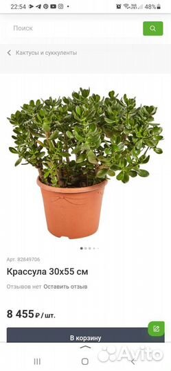 Денежное дерево