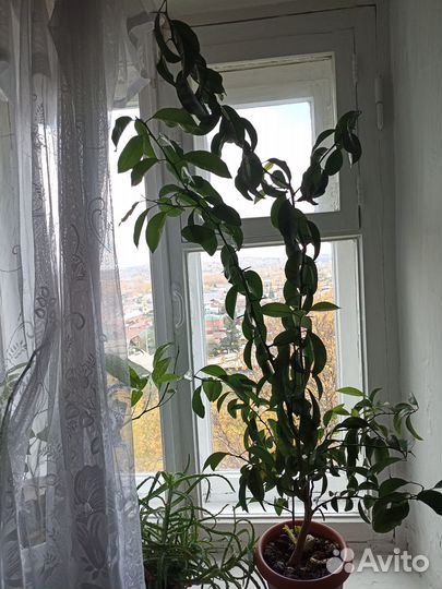 Мандариновое дерево