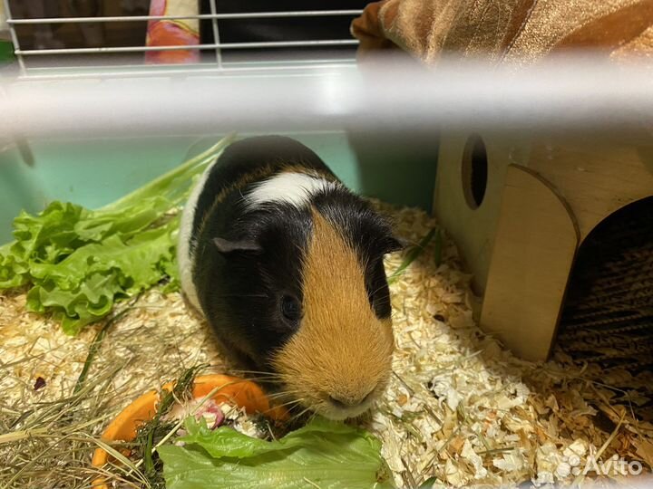 Передержка(грызунов,птиц,рептилий) Выгул собак