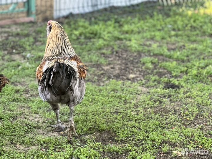 Петухи гергебильские