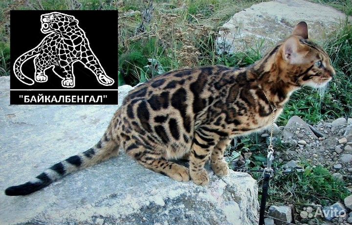 Бенгальский котенок. Питомник 