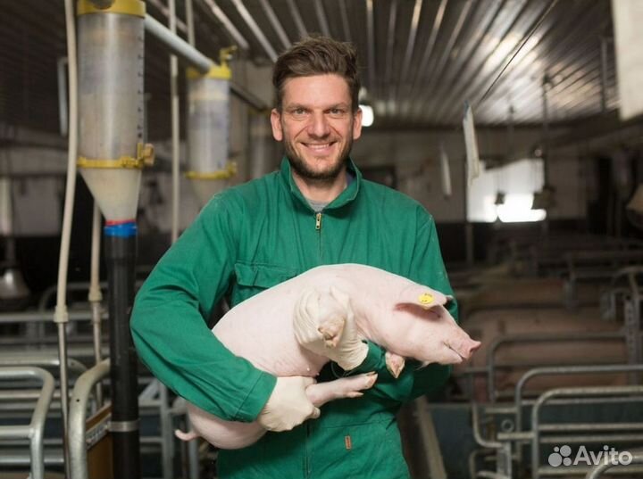 Оператор свинокомплекса