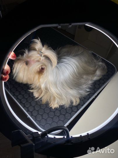 Комплексная стрижка собак и кошек