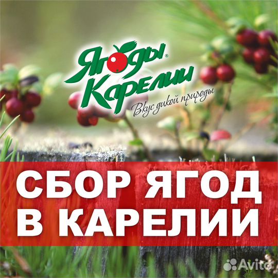 Сборщик ягод в Карелии