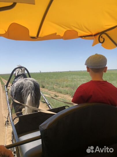 Лошадь жеребец