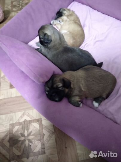 Щенки пекинеса