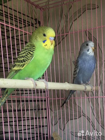 Волнистый попугай