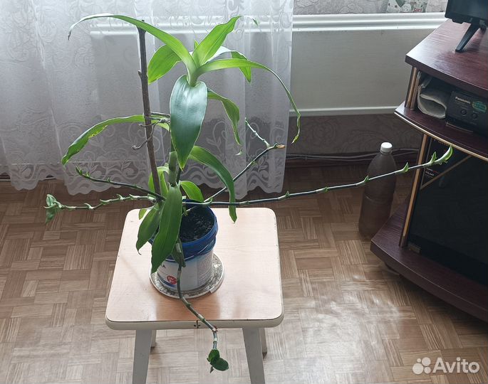 Растение золотой ус