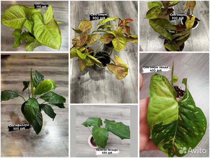 Комнатные растения