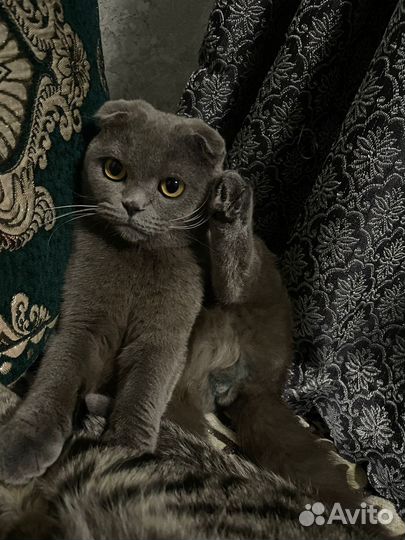 Британские вислоухие