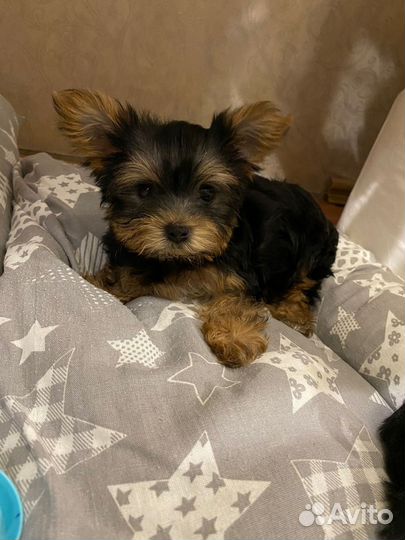 Йоркширский терьер мини девочка