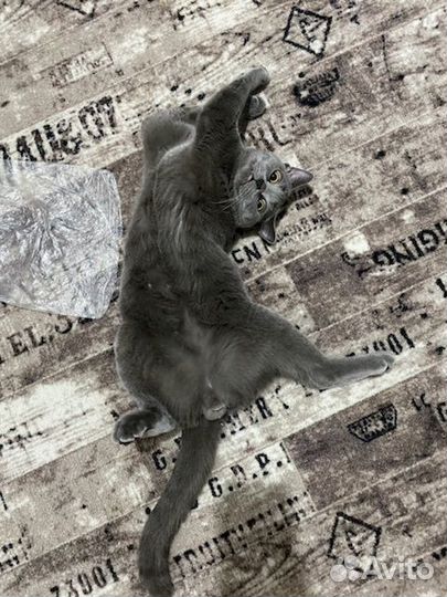 Шотландский кот вязка