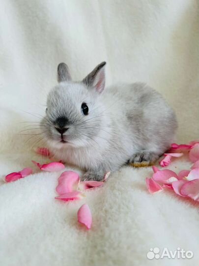 Кролики мини. Самые маленькие кролики