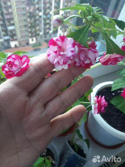 Бальзамин.Клубника со сливками