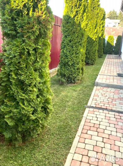 Рулонный газон