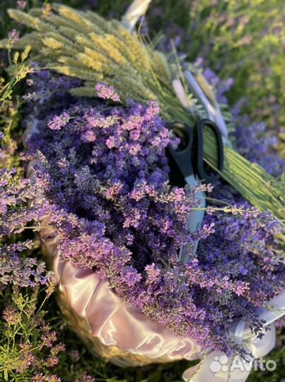Букет лаванды