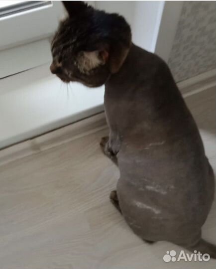 Стрижка кошек груминг