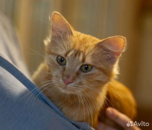 Ласковый рыжик Посс в поисках дома